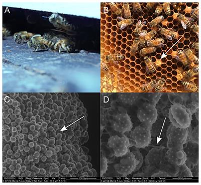 Pollen Streptomyces Produce Antibiotic That Inhibits the Honey Bee Pathogen Paenibacillus larvae